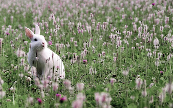 #23 Rabbit Wallpaper