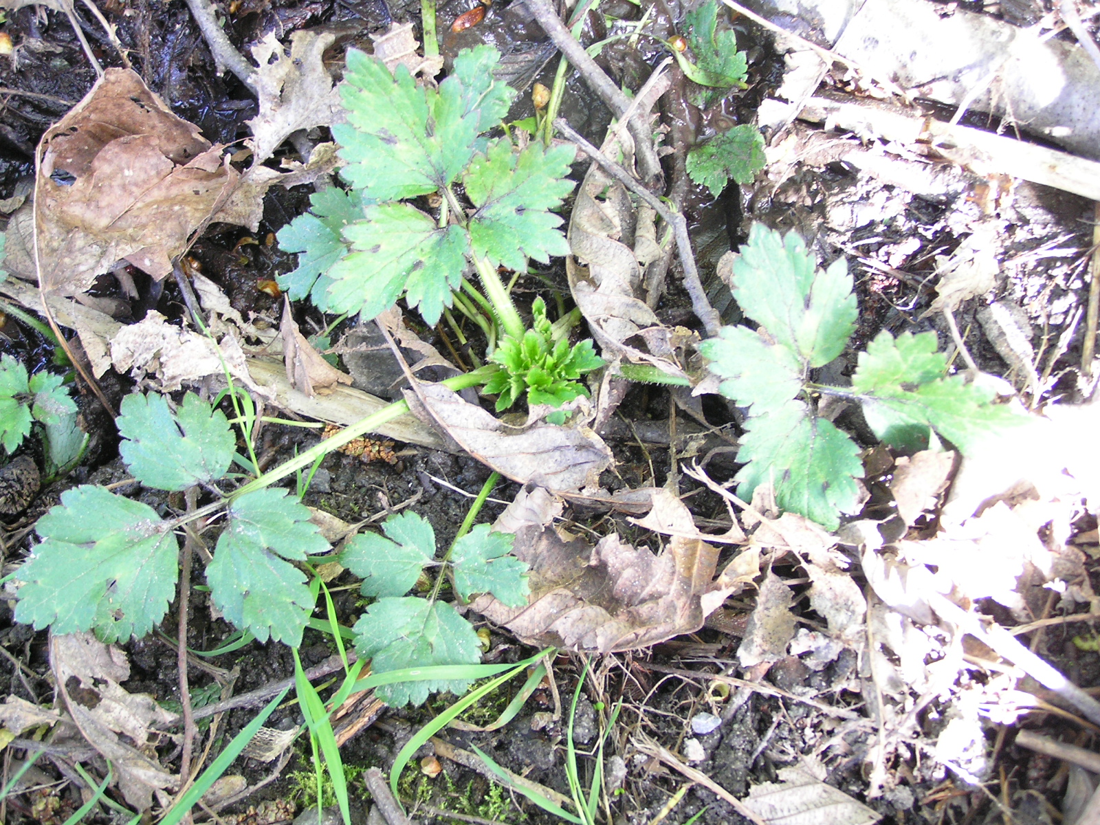 Wild Foraging in April A Life Unprocessed