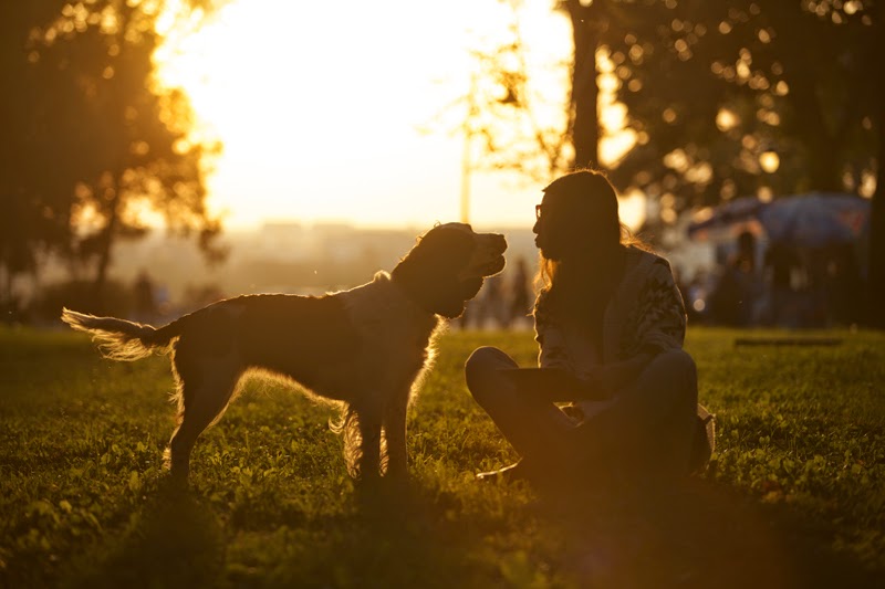 dogs and humans companion animal psychology how does a s brain respond to the smell of a familiar dogs and humans companion animal psychology how does a s brain respond to the smell of a familiar