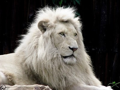 .::León blanco::. Fotos+de+leones+24