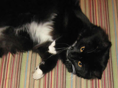 Joey being cute Joey being cute