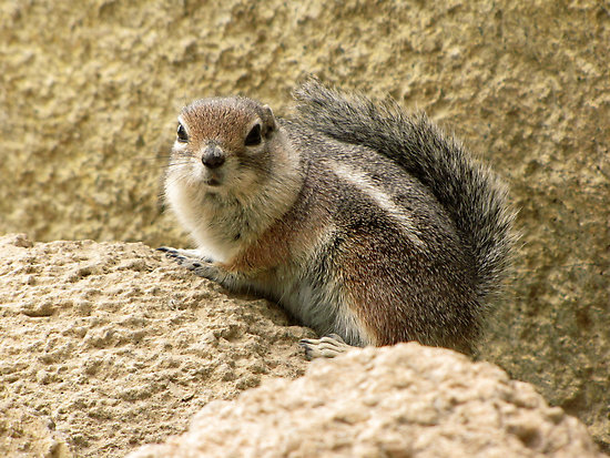 Hasil gambar untuk klasifikasi tupai tanah