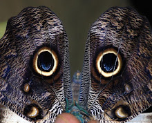 Borboleta Coruja