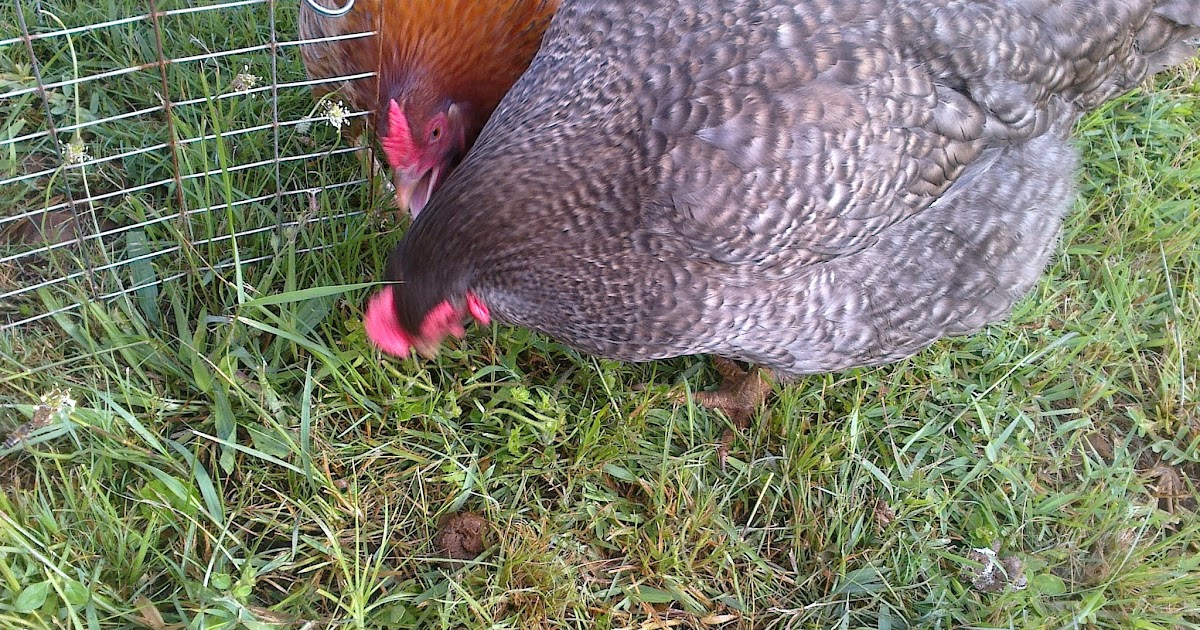 The Green Chicken Advantages of Backyard Chickens Pawsitively Pets
