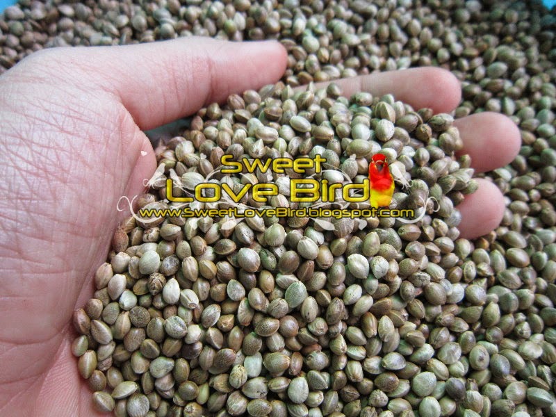 biji fumayin hemp seed kualitas tinggi donkrak brahi burung dan dongkrak aktifitas kicau biji fumayin hemp seed kualitas tinggi donkrak brahi burung dan dongkrak aktifitas kicau
