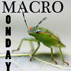 Macro Monday