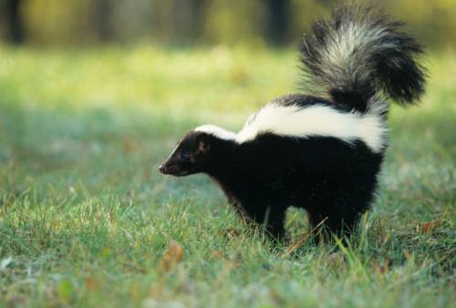 skunk the life of animals skunk the life of animals