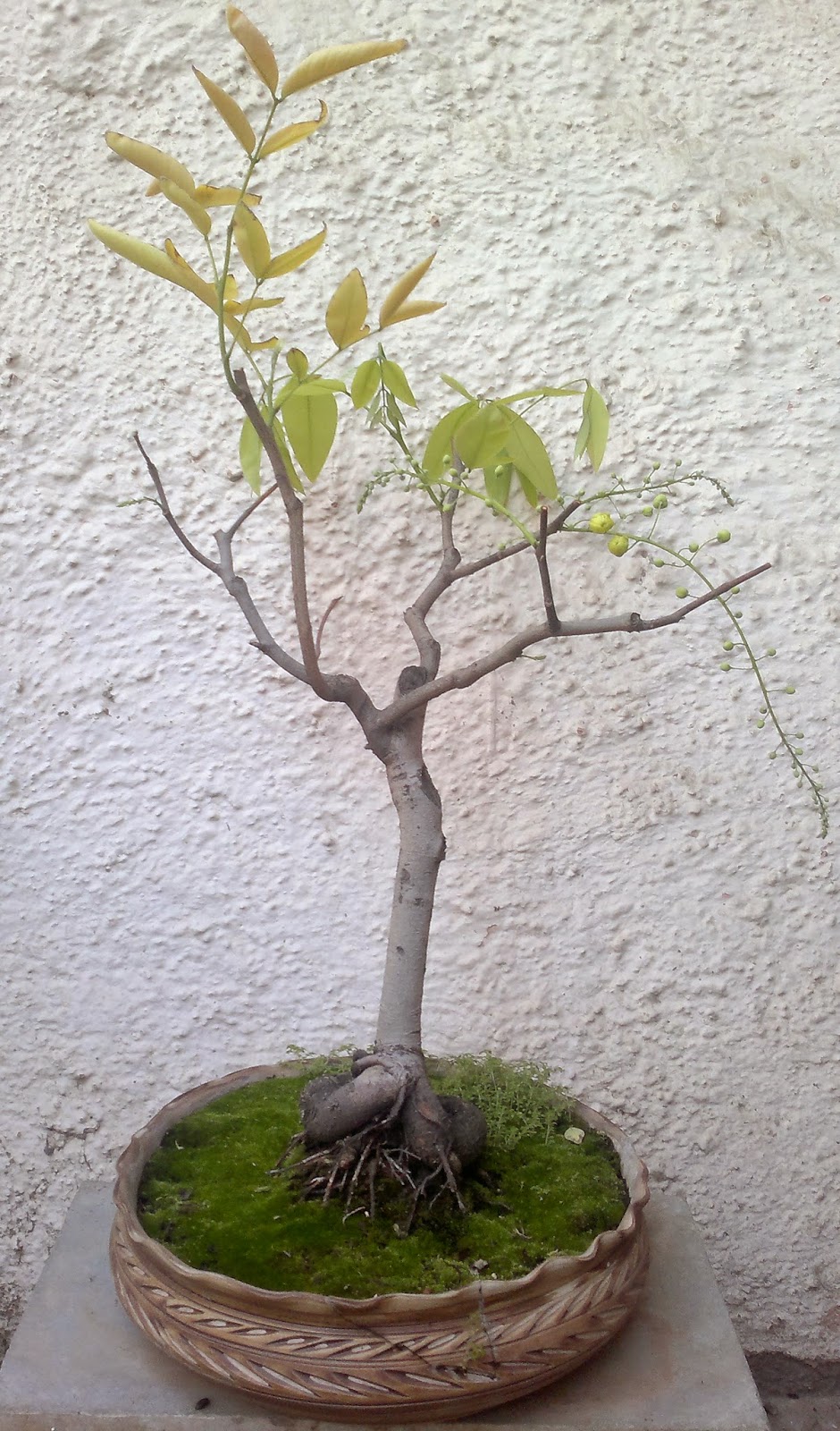 Flowering Bonsai BONSAIS PLANTS AS GIFTS LANDSCAPING BALCONY GARDENS Flowering Bonsai BONSAIS PLANTS AS GIFTS LANDSCAPING BALCONY GARDENS