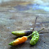 withered chili