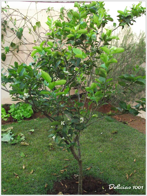 horta jardim e pomar:Meu pomar/horta/jardim: LIMOEIRO – Delícias 1001Delícias 1001 horta jardim e pomar:Meu pomar/horta/jardim: LIMOEIRO – Delícias 1001Delícias 1001