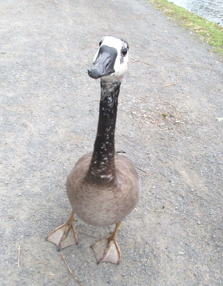 canada goose feathers cruelty canada goose feathers cruelty