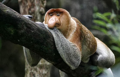 http://4.bp.blogspot.com/-bhc75C_mrVI/UjwTzenFjJI/AAAAAAAAAHY/GA3_t1VjVTA/s1600/proboscis-monkey_1417843i.jpg