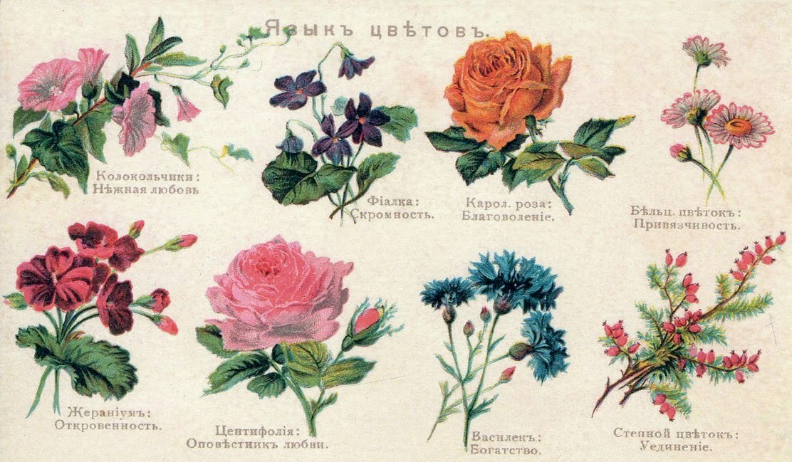 Цветы и их значения с