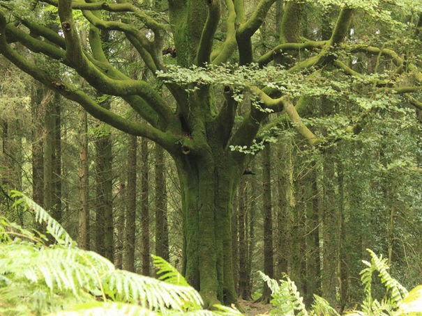 غابة رغدان من اجمل الغابات نوع الاسلوب