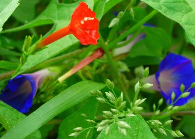 Proven Winners Colorchoice Plant Of The Week Plant Of The Week
