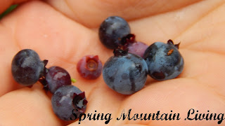 wild blueberries