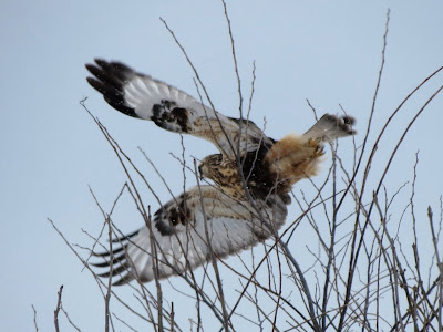 Rough-legged Hawk - Wolfe Island, ON