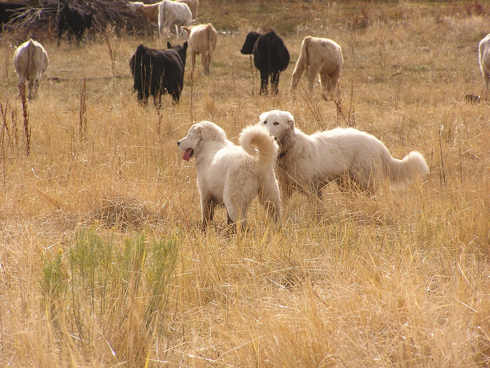 Range to Range About Livestock Guardian Dogs