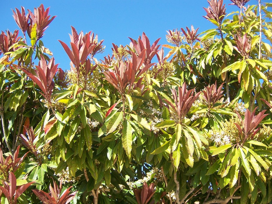 The 2 Minute Gardener Photo Bronze Loquat Tree (Eriobotyra deflexa)
