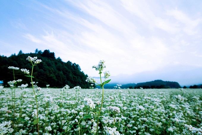 [Image: le-hoi-hoa-lieu-mach-o-han-quoc-4.jpg]