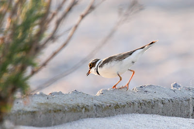 Малый зуек (Charadrius dubius) Little Ringed Plover