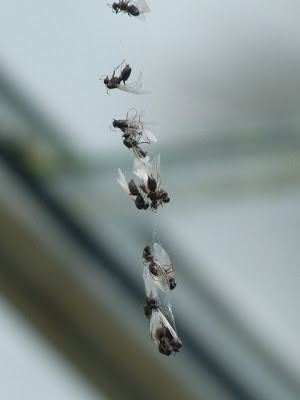 flight ant nuptial jottings wildlife urban