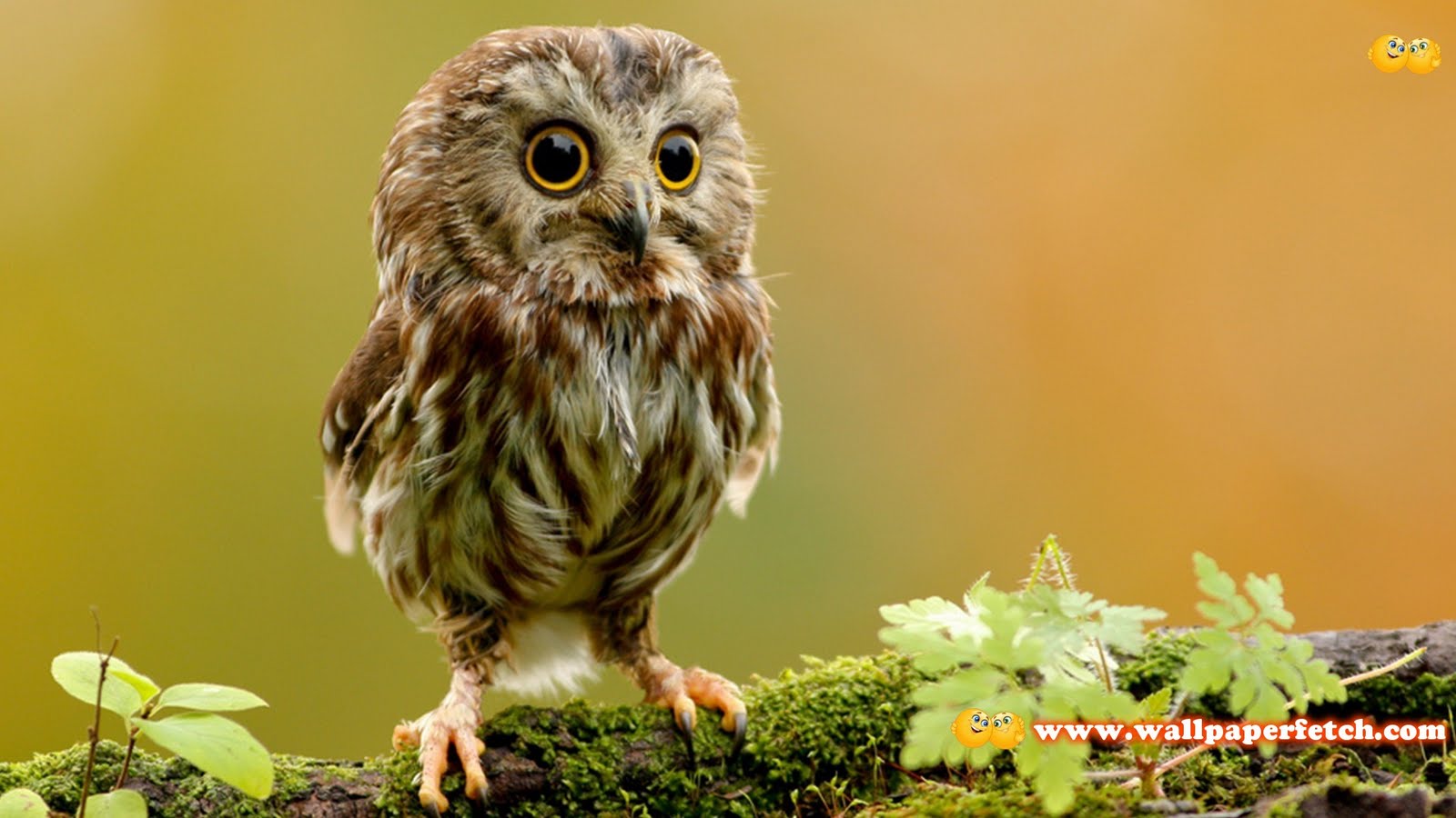 Wallpaper Fetch: Beautiful Animals HD Wallpapers Pack 2