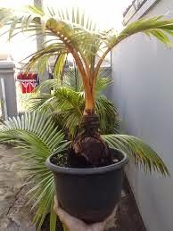 Jual pohon kelapa bonsai | pohon kelapa hijau | kelapa kuning | kelapa gading | suplier tanaman
