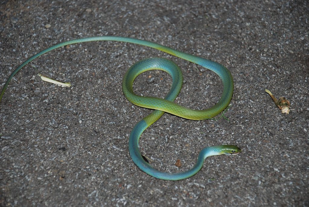 Zombie snake' that will 'play dead' can be found in Indiana