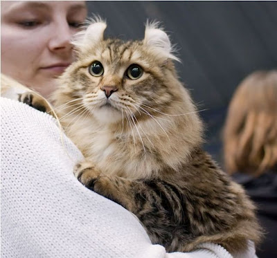 american-curl-cat-info american curl cat