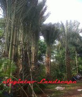 www.situs-taman-murah.blogspot.com