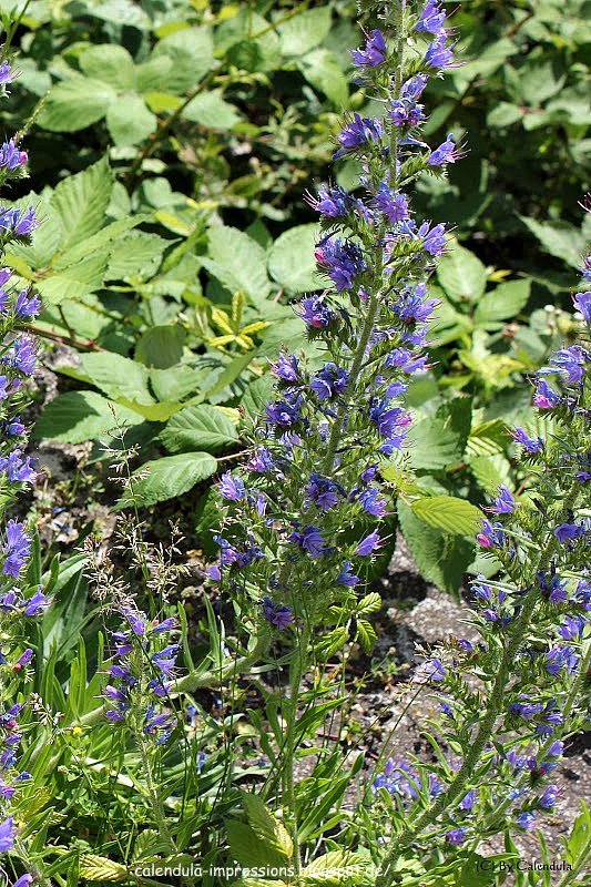 Blauer Natternkopf Echium vulgare