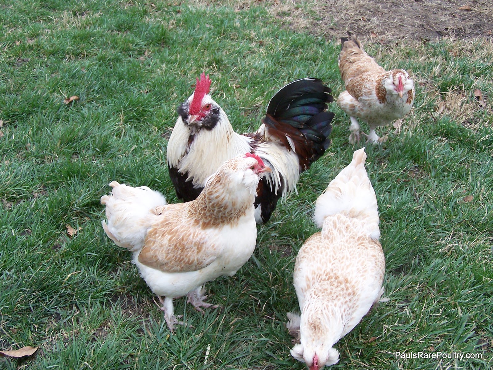 Chickens Blue/Salmon Faverolles Bantams