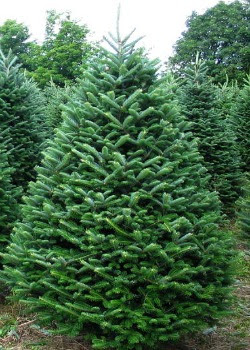 Real Christmas Trees Real Christmas Trees