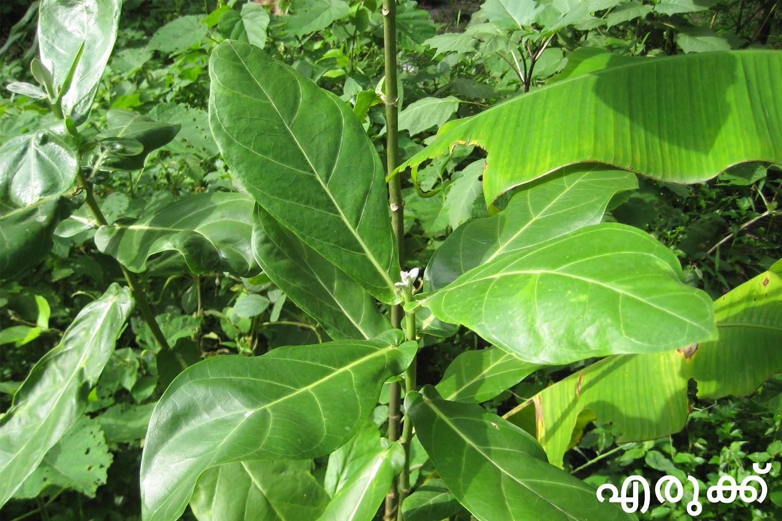 Ayurvedic Medicinal Plants in Kerala