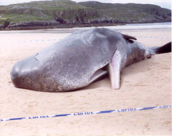 beached whale funny