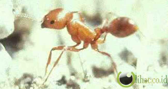 yellow Harvester Ant