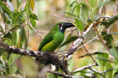 Aves de El Salvador
