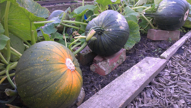 pumpkin