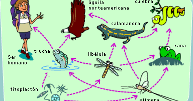 cadenas alimenticias y niveles tróficos saneamiento ambiental cadena alimenticia y niveles tr 211 ficos cadenas alimenticias y niveles tróficos saneamiento ambiental cadena alimenticia y niveles tr 211 ficos
