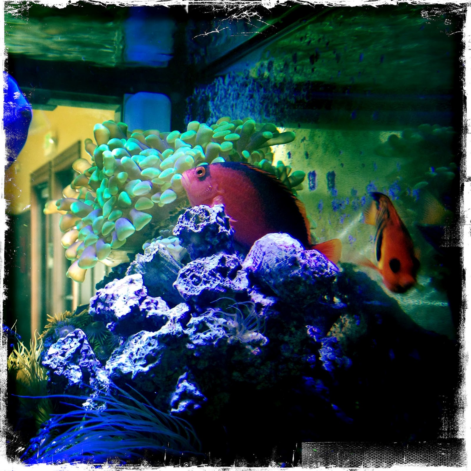 My Scenic Byway Dentists and Fish Tanks