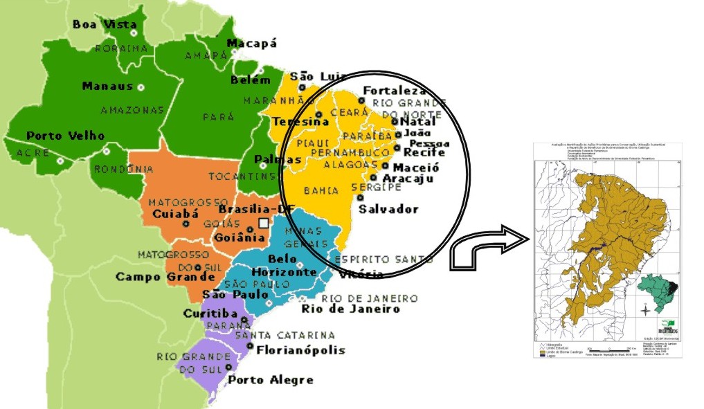ASA Minas Vida e Vozes dos Povos do Semiárido Semiárido Mineiro Adesivo De Parede Quarto Infantil ~ ASA Minas Vida e Vozes dos Povos do Semiárido Semiárido Mineiro