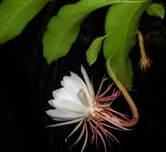 Loving KindnessSamsara Epiphyllum oxypetalum...a midnight bloom