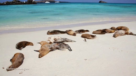 dying sea lions