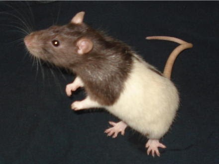 rato comprido rato anão rato voador meme｜Pesquisa do TikTok