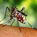 Aumenta em 3 mil os casos de dengue em junho