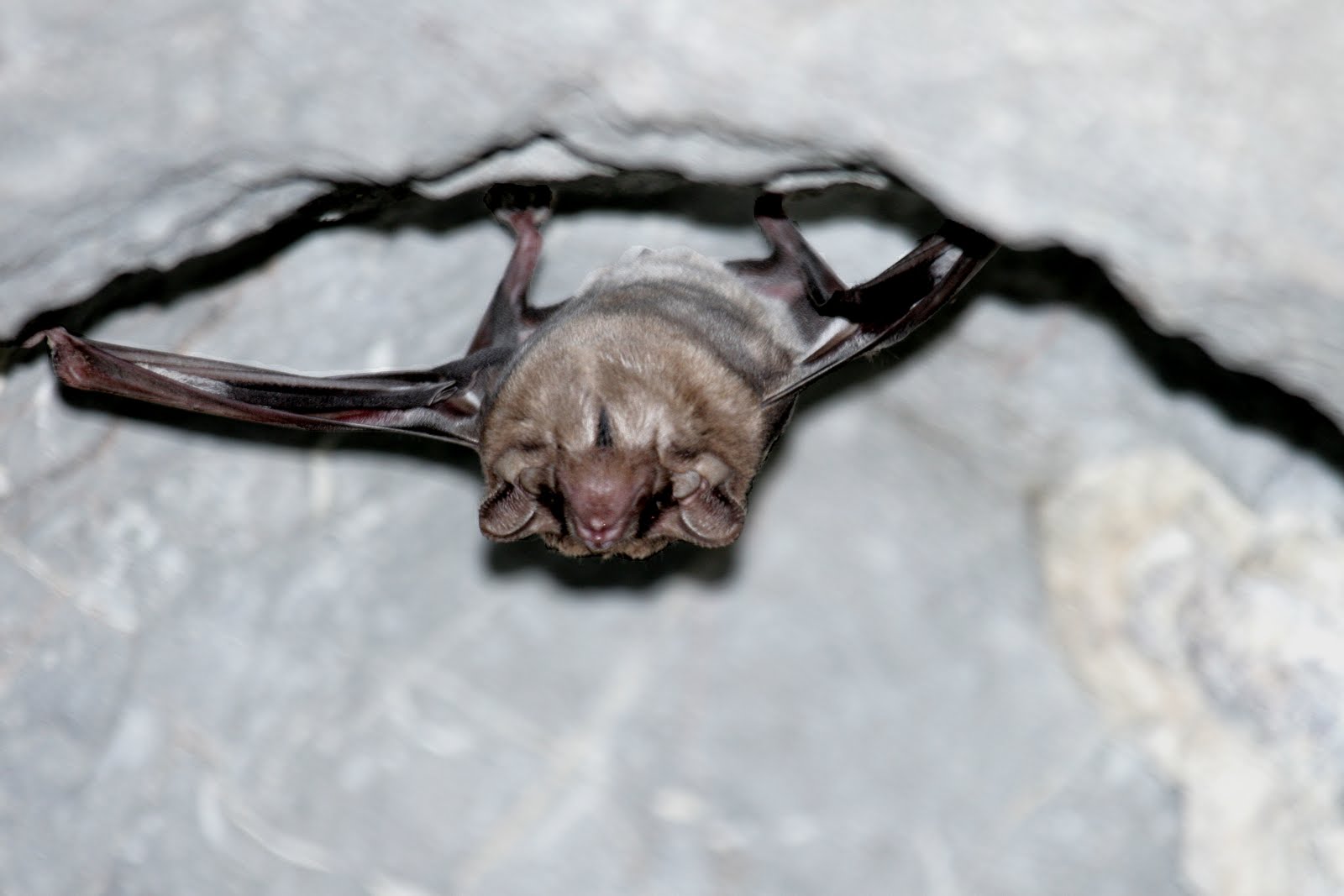 Vietnamese Bats blog