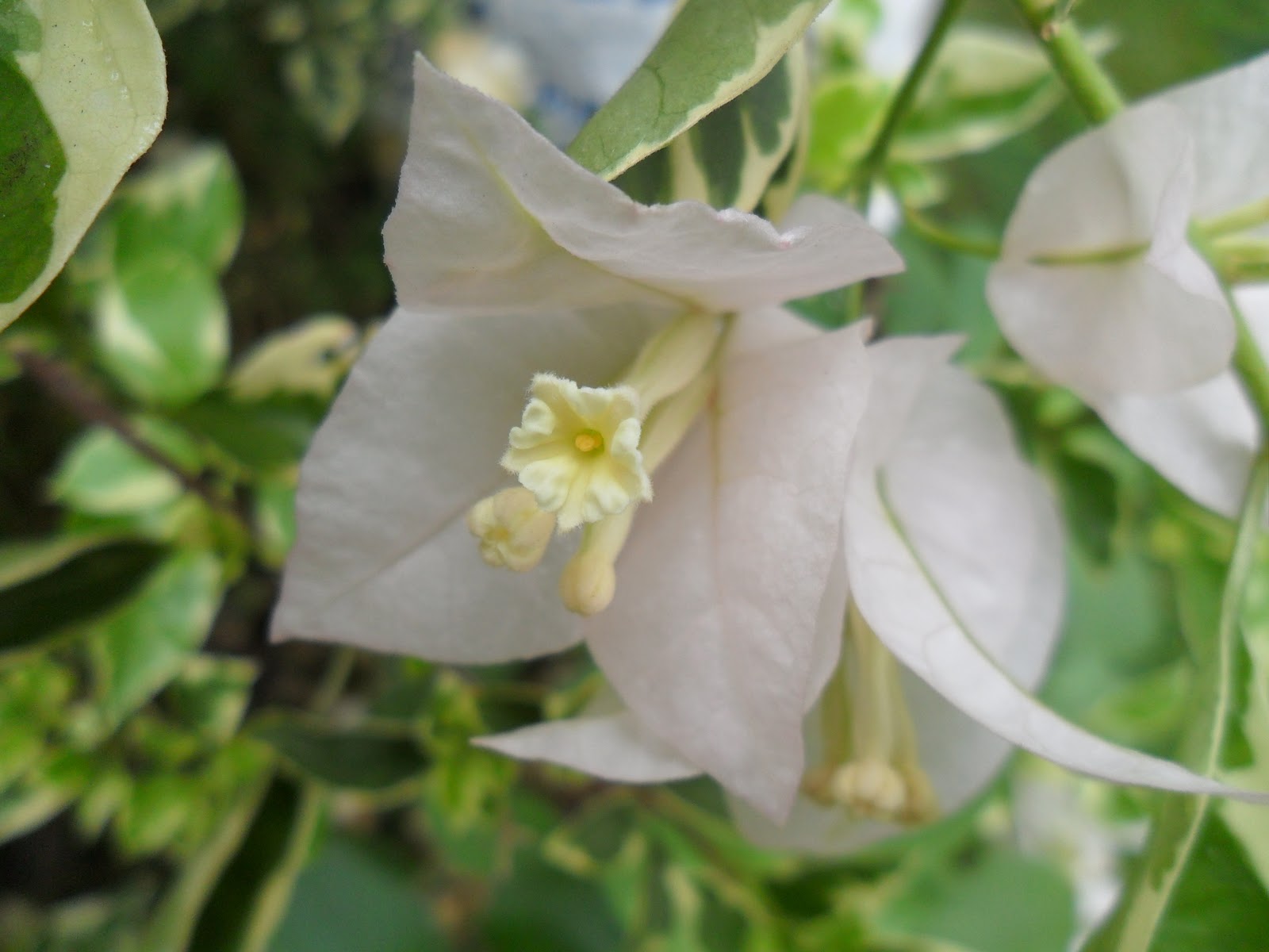 Tanaman Herbal dan Khasiatnya >> Kembang Kertas | Kumpulan Artikel