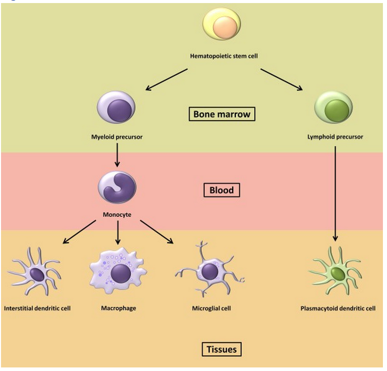 Biology Notes For A Level 58 The Immune System Phagocytes