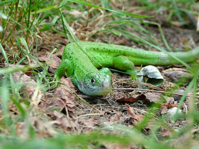 зеленая ящерица